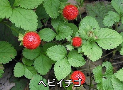 ヘビイチゴ ヘビイチゴ