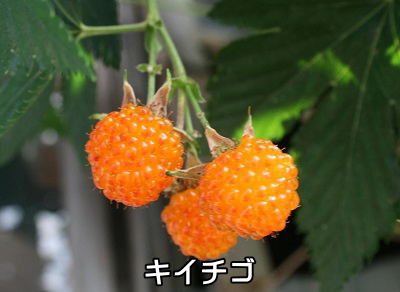 キイチゴ キイチゴ