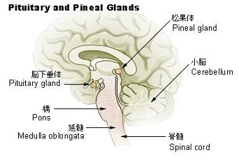松果体