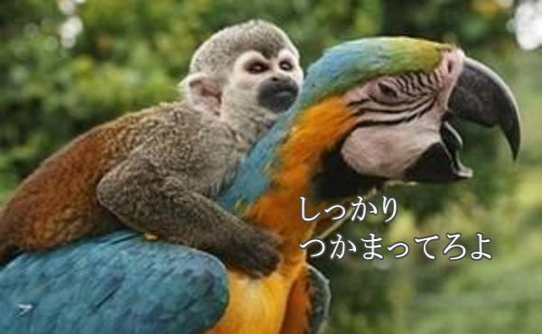 猿と鳥