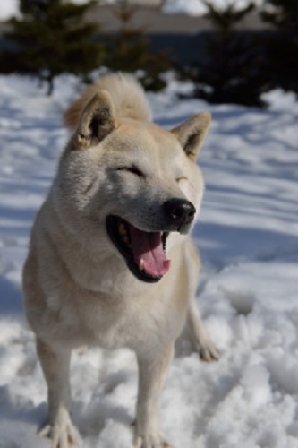 雪と犬 雪と犬