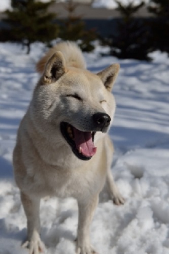 雪と犬