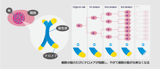 テロメア