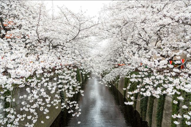 目黒川の桜